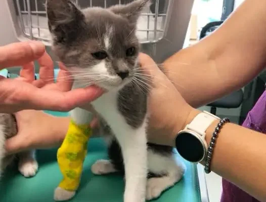 Kotki do adopcji – szukają nowych domów w gminie Bliżyn