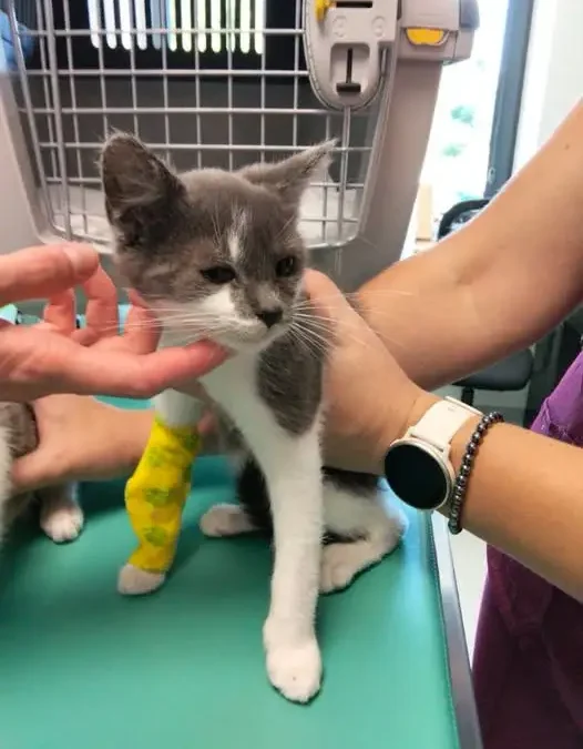Kotki do adopcji – szukają nowych domów w gminie Bliżyn