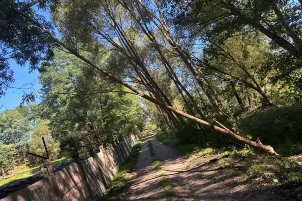 Suchedniów: bobry podgryzły drzewo przy ul. Spokojnej. Interweniowali strażacy