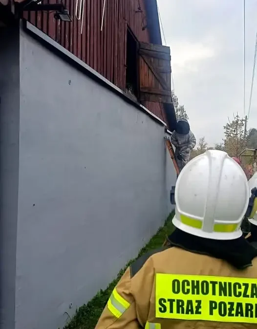 Gniazdo owadów błonkoskrzydłych w Lipowym Polu Plebańskim – interwencja OSP